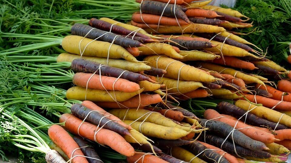 vegetable-3302546_960_720|field-of-rapeseeds-474558_960_720|bud-416110_960_720